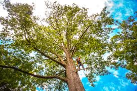Best Leaf Removal  in Waterville, NY