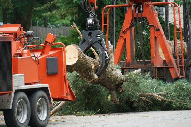 Best Grass Overseeding  in Waterville, NY